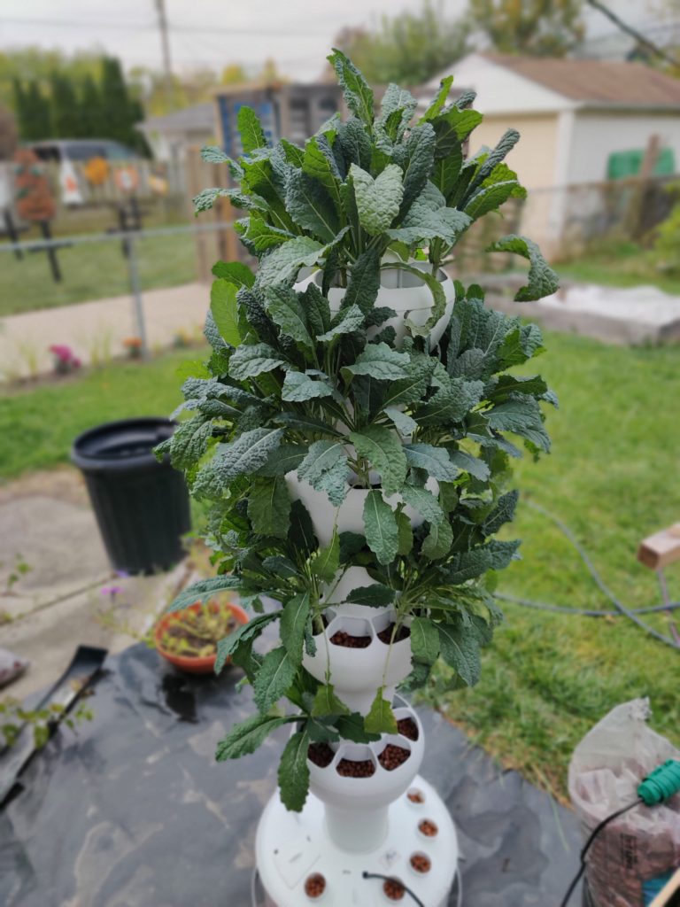 YouthGrow Farms food distribution and community impact
